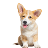 A Dog Sitting On A Table