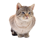 A Cat That Is Looking At The Camera