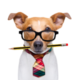 A Dog Wearing A Costume