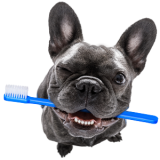 A Dog With Its Mouth Open