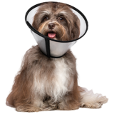 A Dog Looking At The Camera
