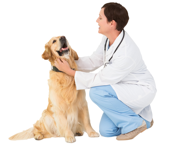 a man holding a dog