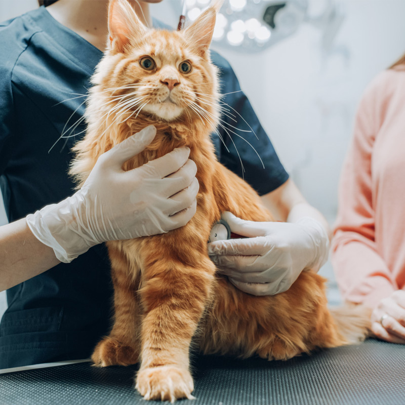 a person holding a cat