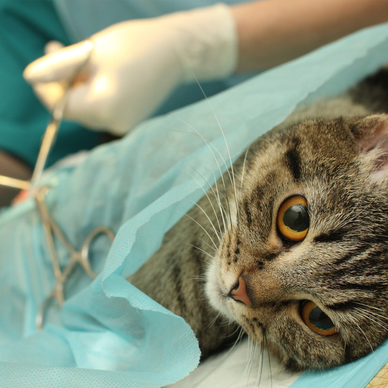a close up of a person holding a cat