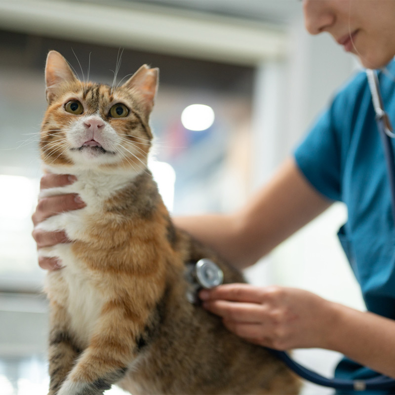 a person holding a cat