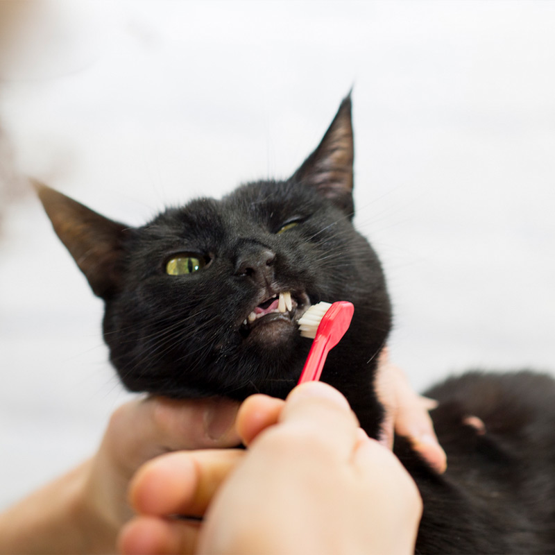 a person holding a cat