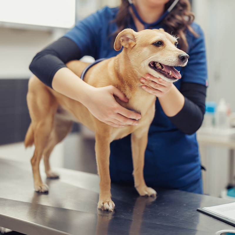 a dog sitting on a table