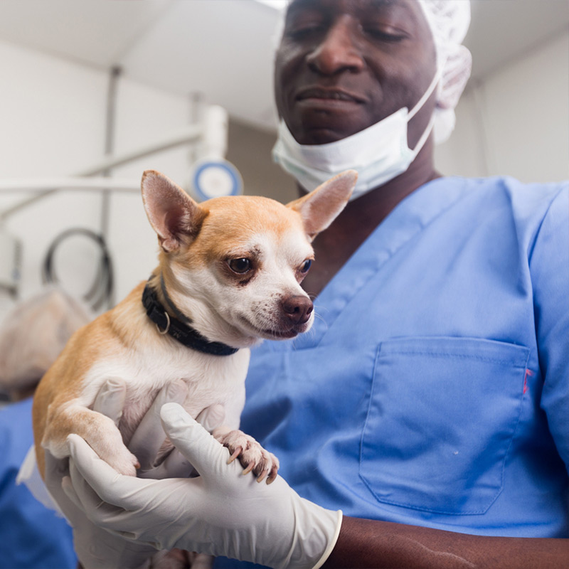 a person holding a dog
