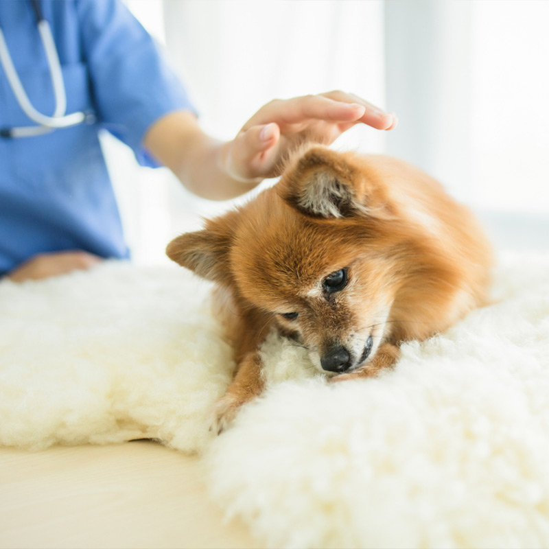 a dog sitting on a bed
