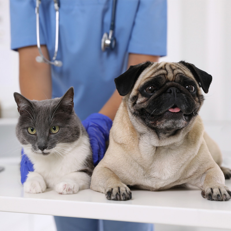 a cat sitting next to a dog