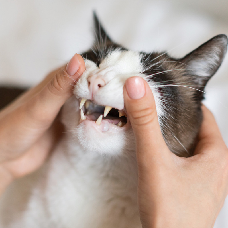 a person feeding a cat with its mouth open