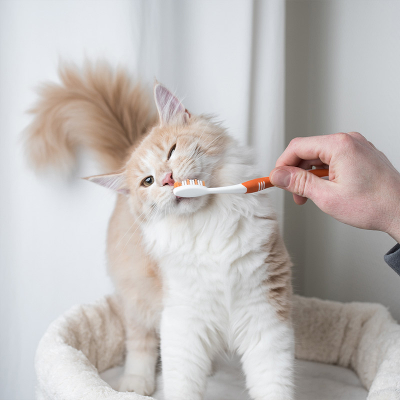 a cat is brushing her teeth