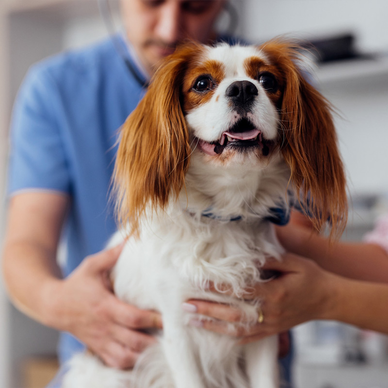 a person holding a dog
