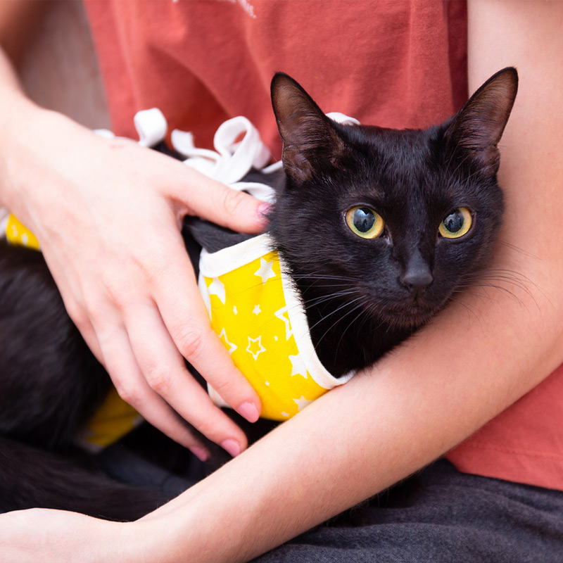 a person holding a cat