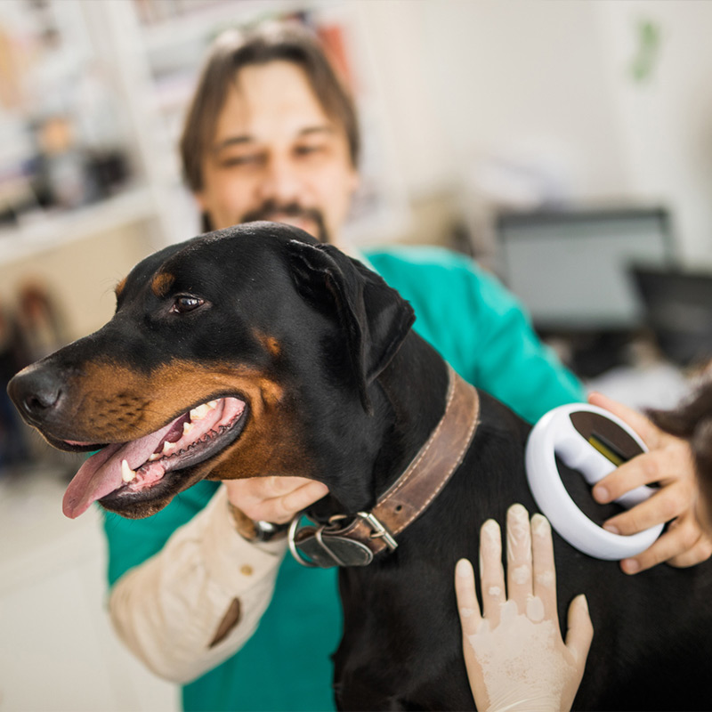 a person holding a dog