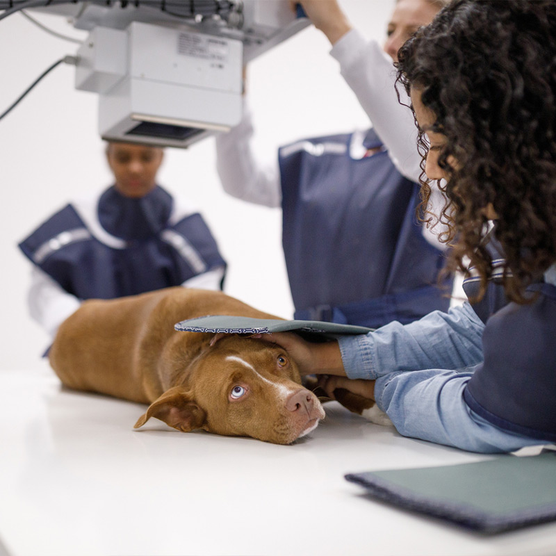 a person holding a dog