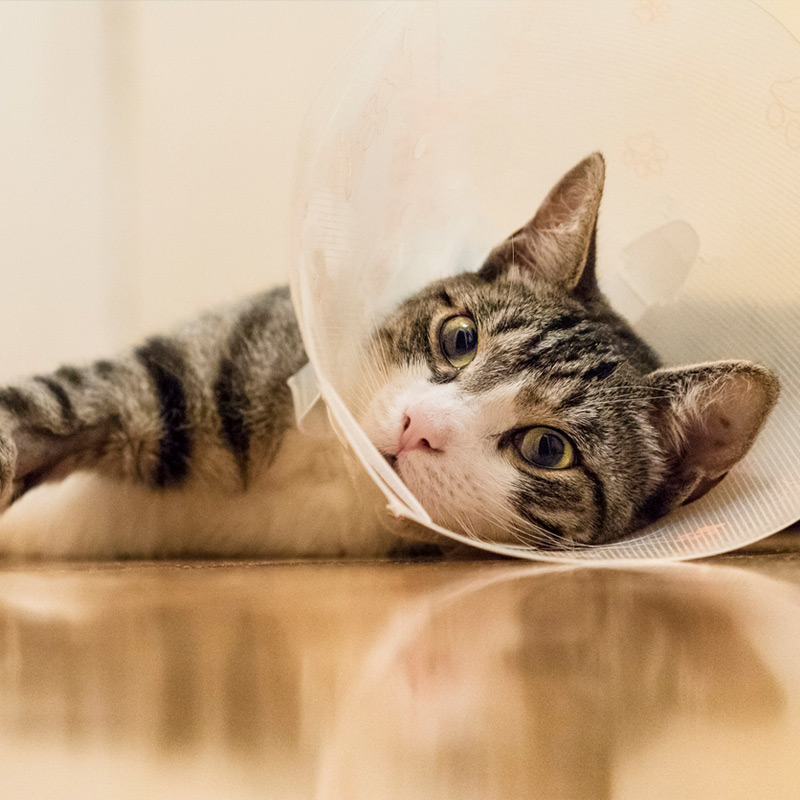 a cat that is looking at the camera