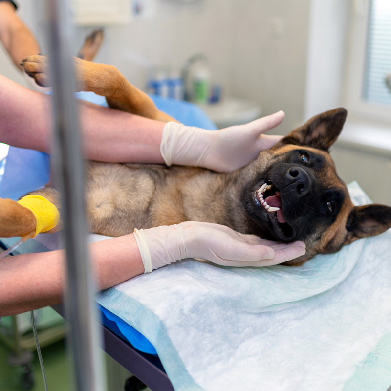 a dog lying on a bed