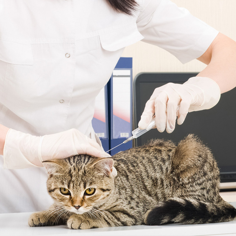 a person holding a cat