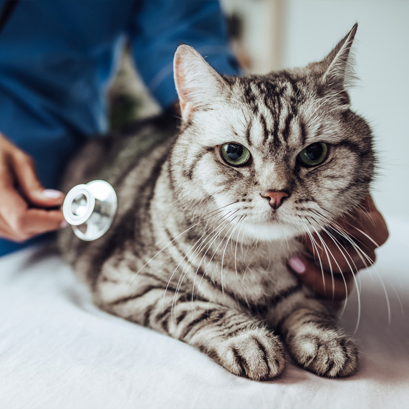 a cat that is lying down and looking at the camera