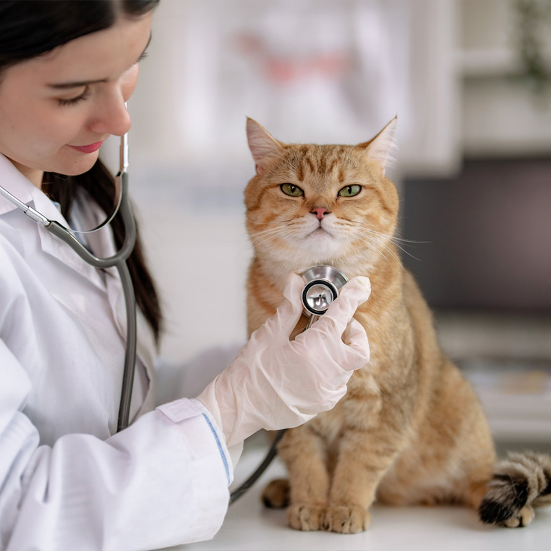 a cat wearing a collared shirt