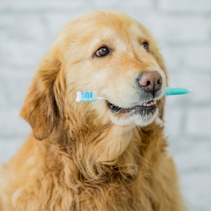 a close up of a dog