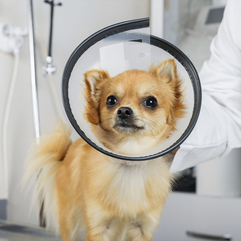 a small dog looking at the camera
