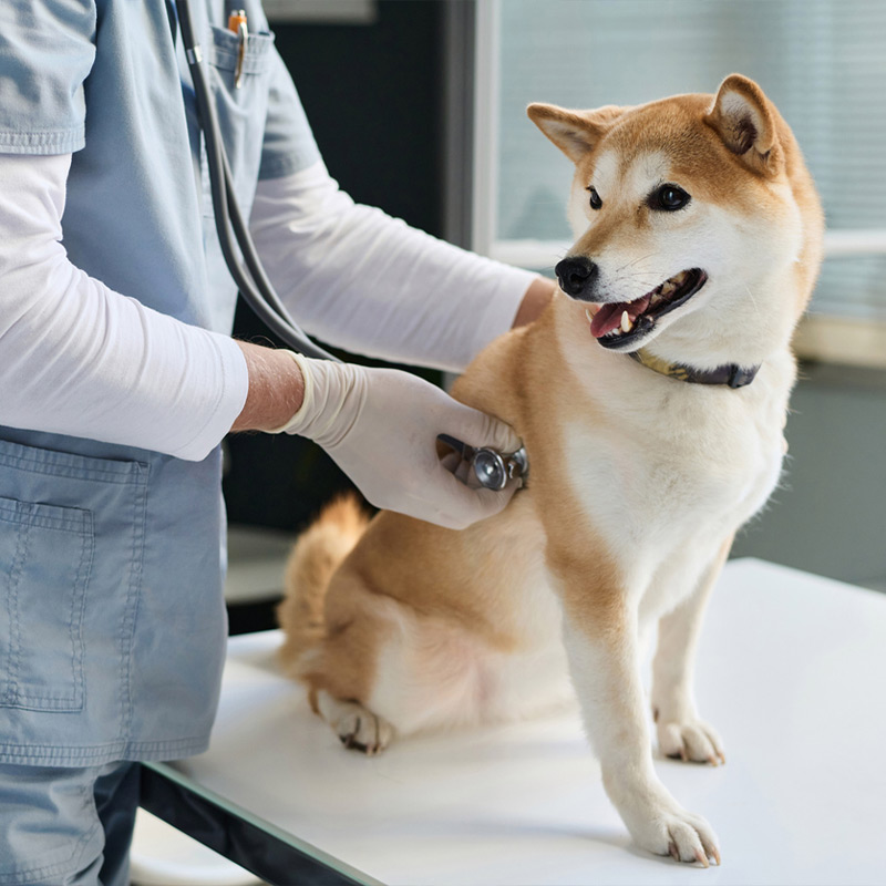 a person standing next to a dog