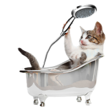 A Cat Sitting In A Bowl