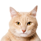 A Cat That Is Looking At The Camera