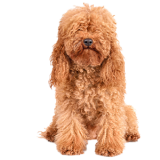 A Dog Wearing A Costume