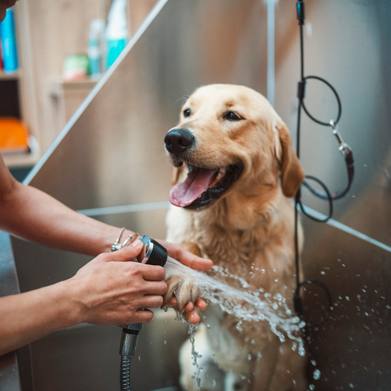 a person holding a dog