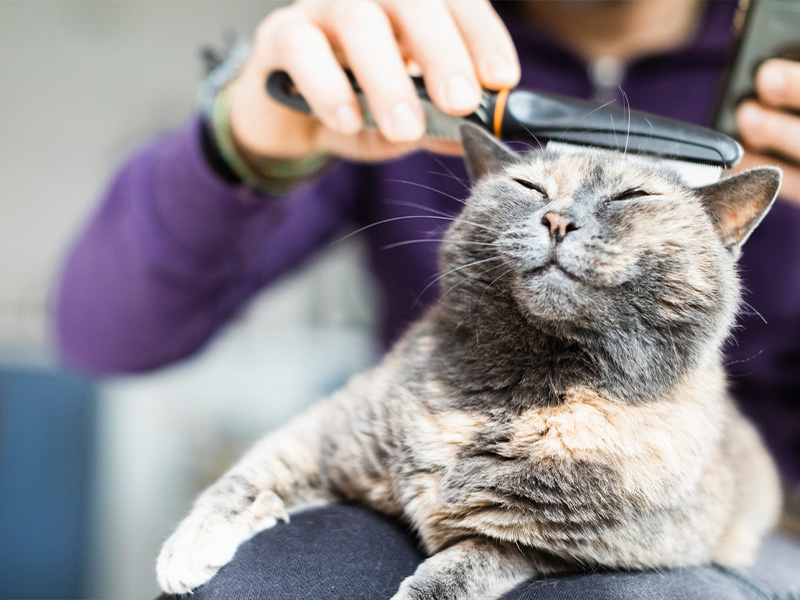 a close up of a person holding a cat