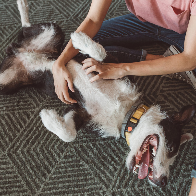 a dog lying on the ground