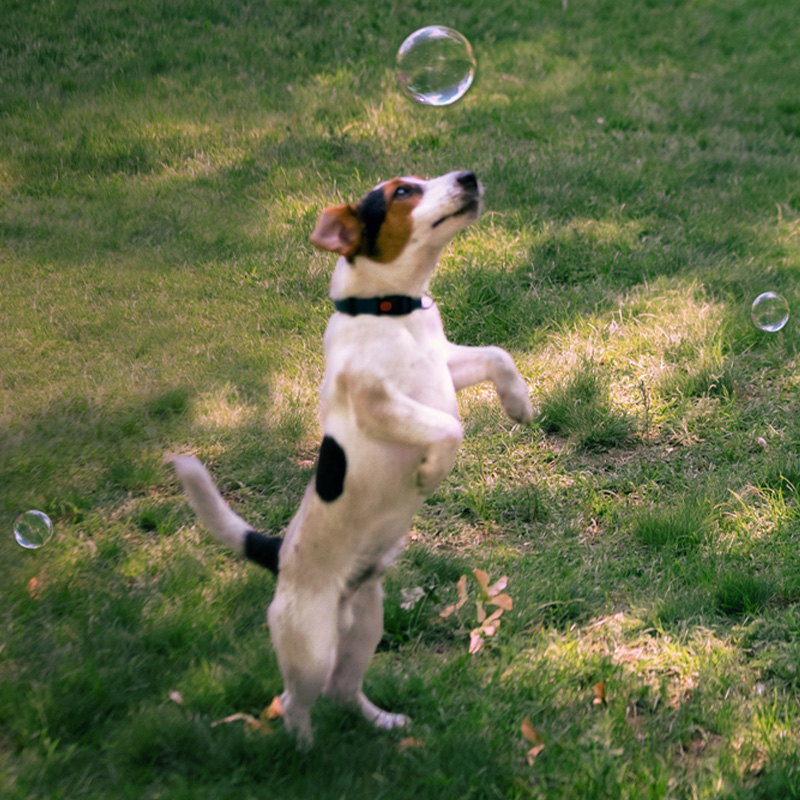 a dog jumping to catch a frisbee
