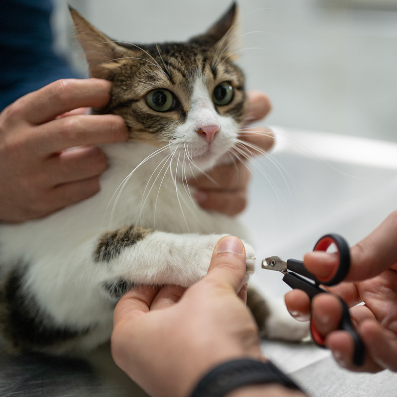 a person holding a cat