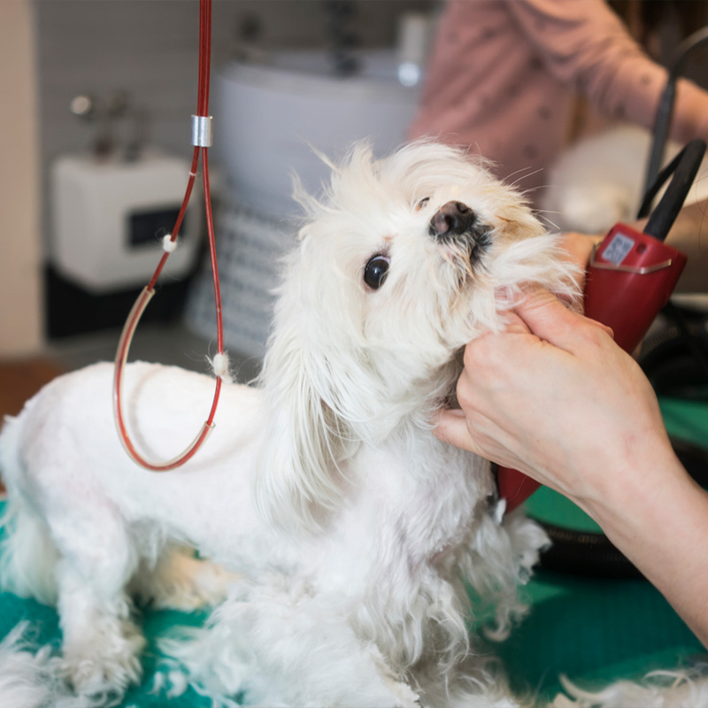 a small dog on a leash