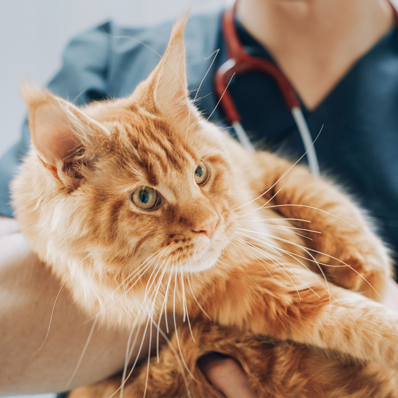 a cat that is looking at the camera
