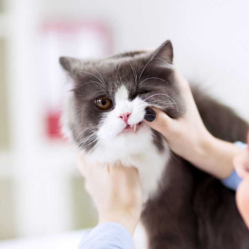a person petting a cat