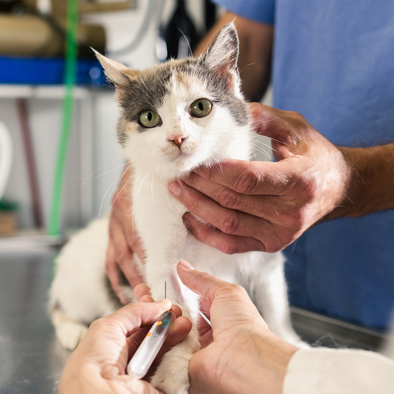 a person holding a cat