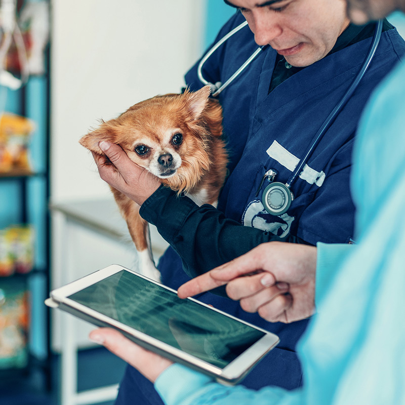 a person holding a dog