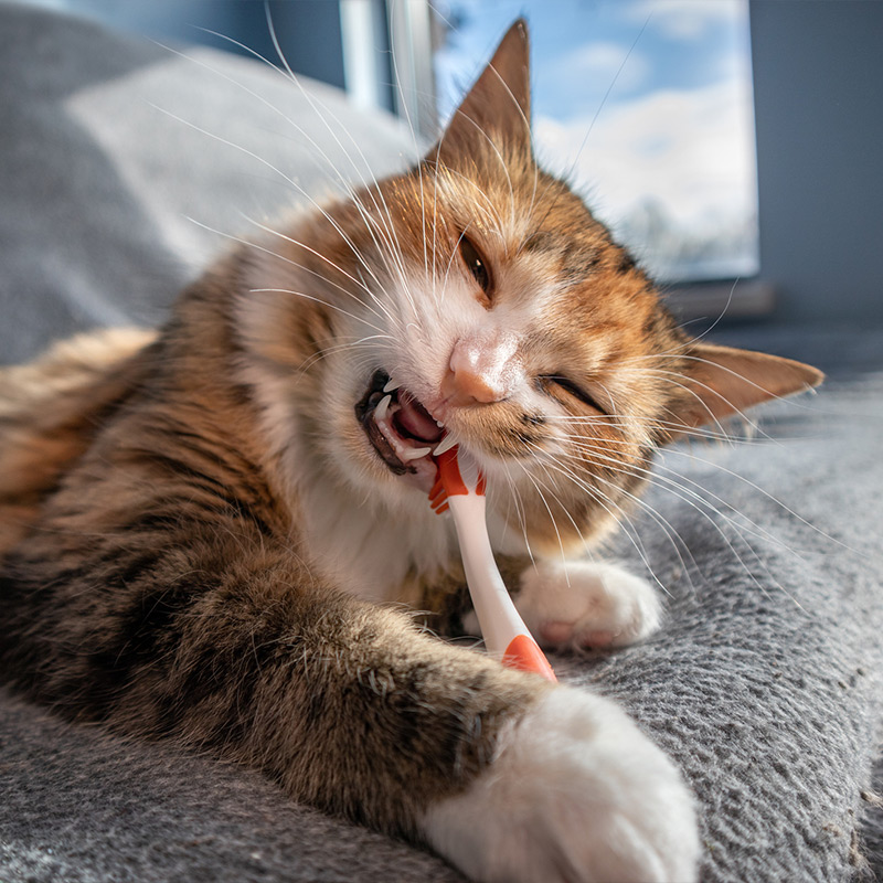 a close up of a cat lying on a bed