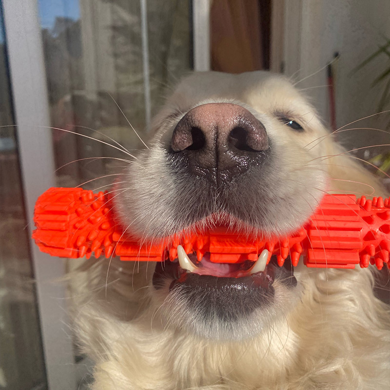a dog wearing a bow tie