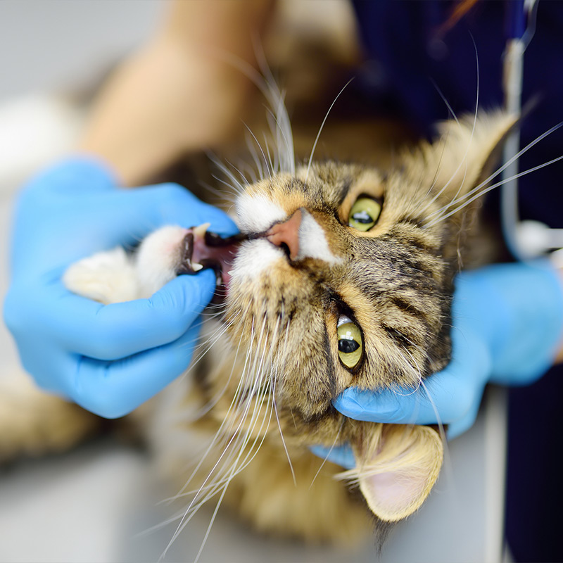 a close up of a person holding a cat