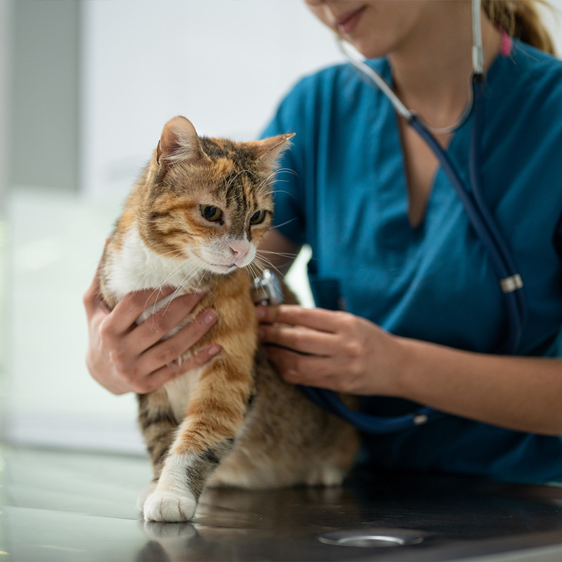 a woman holding a cat