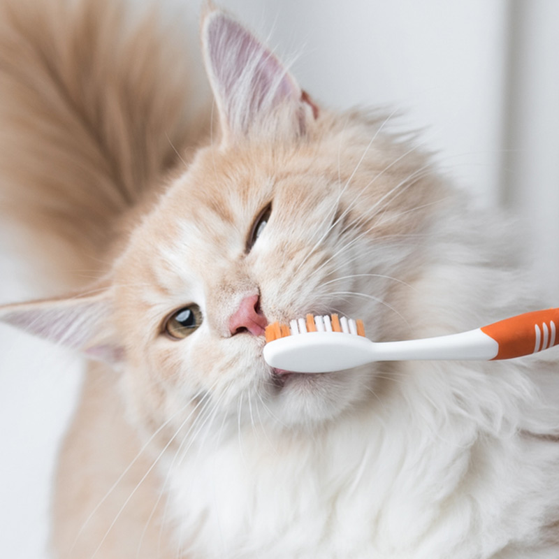 a close up of a cat