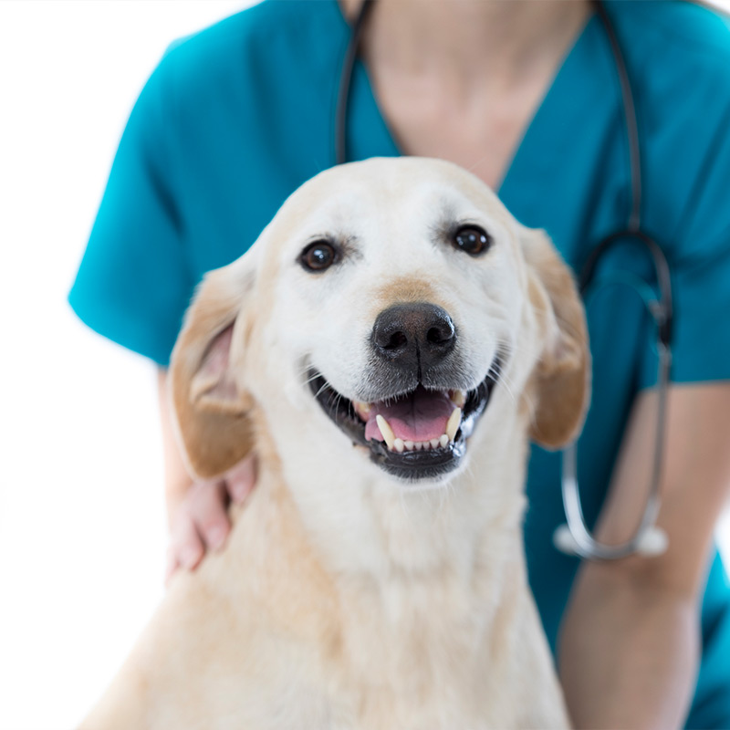 a person and a dog posing for the camera