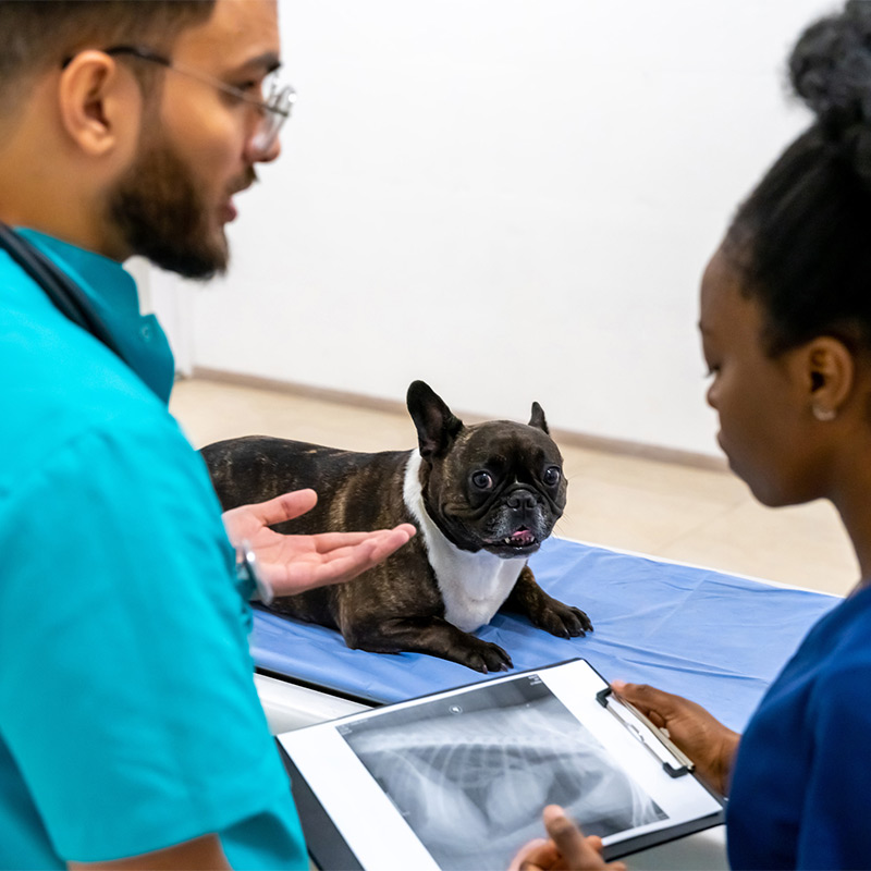 a group of people looking at a cat