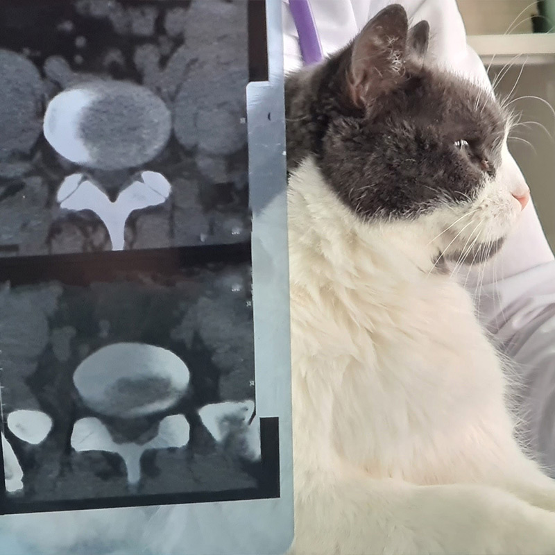 a cat sitting on a counter