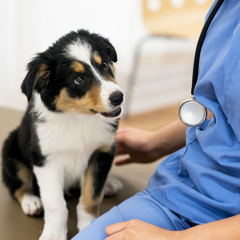 a person holding a dog